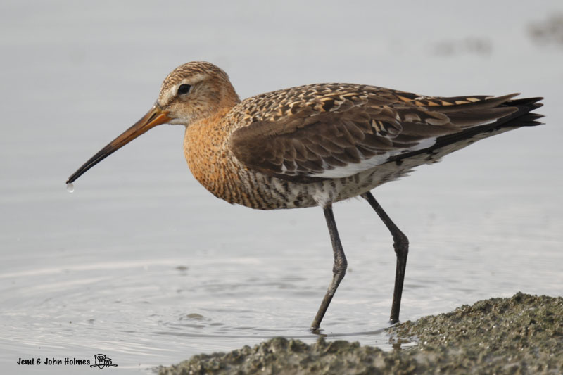 BlackWit_100421_jjh-01.jpg