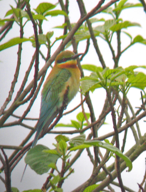 BT-Bee-eater.jpg