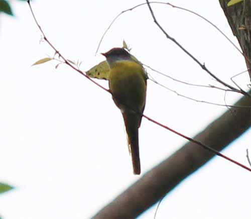 Scarlet Minivet 赤紅山椒鳥 (Female).jpg