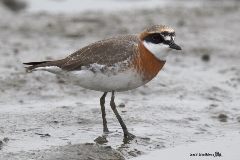 Lesser_Sandplover_JH_820-01.jpg