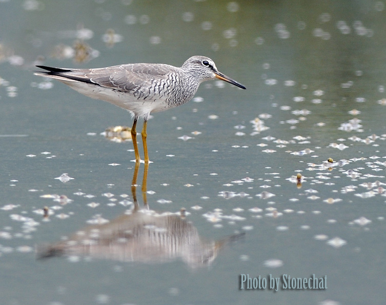 Grey-tailed Tattler.jpg