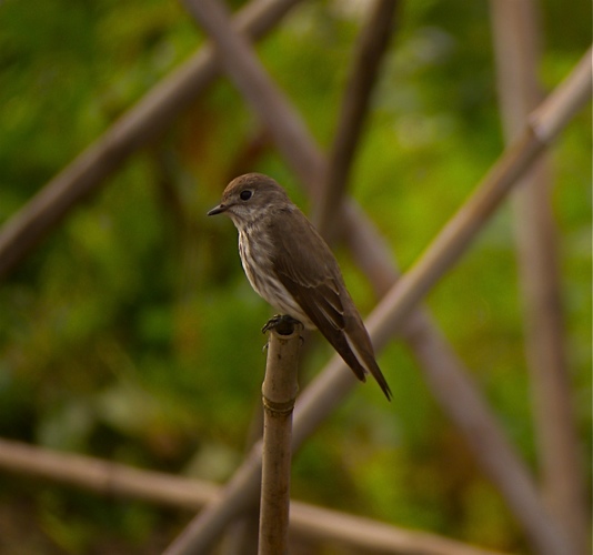 DSCN1264 GS Flycatcher bf.jpg