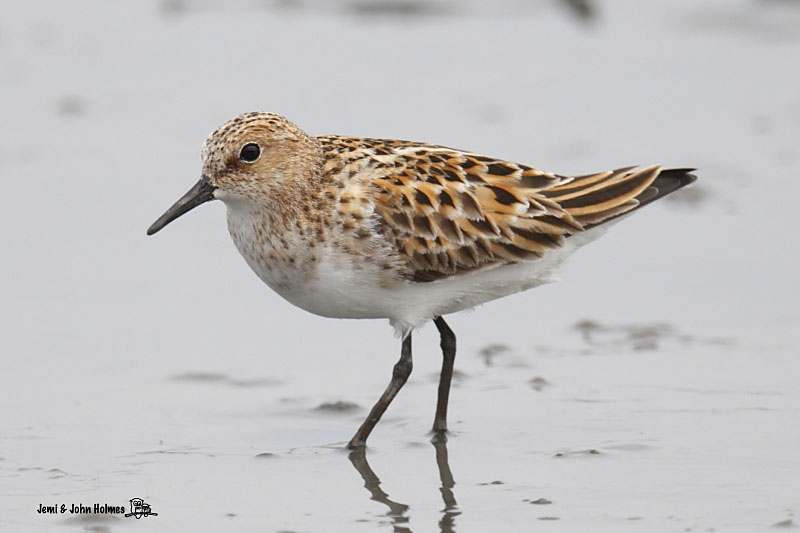 LittleStint_10-05-11_134-01.jpg