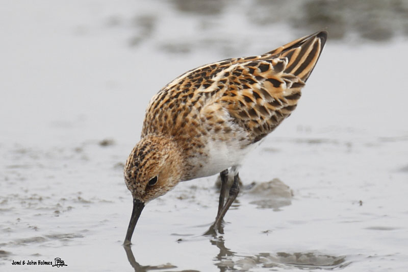 LittleStint_10-05-11_137-01.jpg