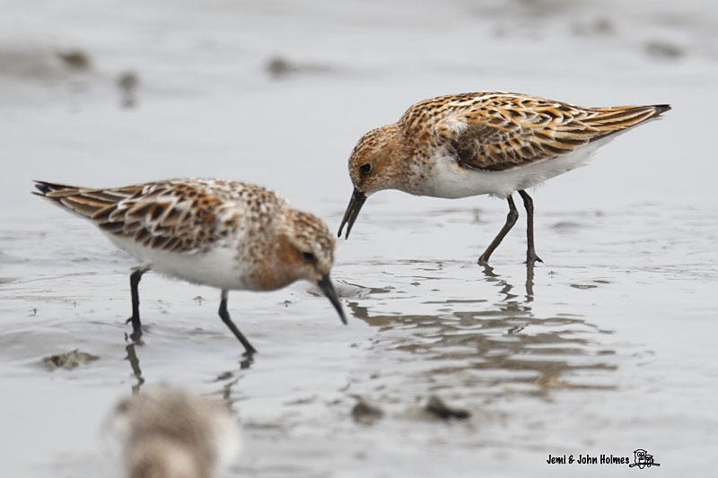 LittleStint_10-05-11_123-01.jpg