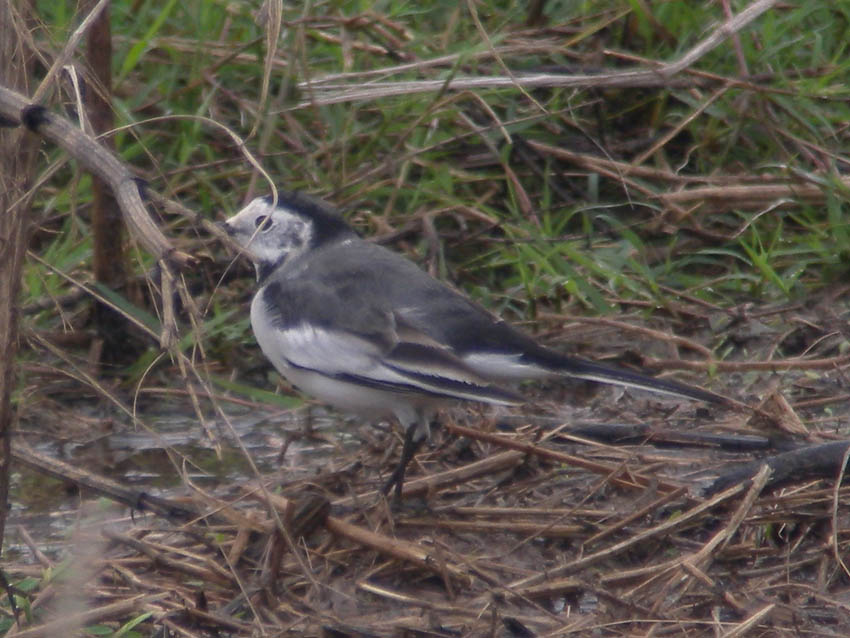 WhiteWagtail040910HunanYueyangDSCN2595.jpg