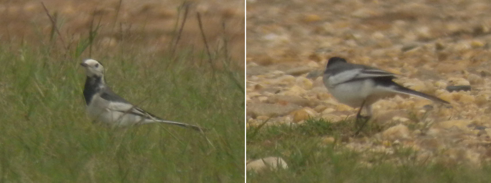 WhiteWagtail050910HunanYueyangDSCN2676.jpg