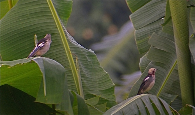 DSCN2848 Daurian & Chestnut-cheeked Starlings bf.jpg