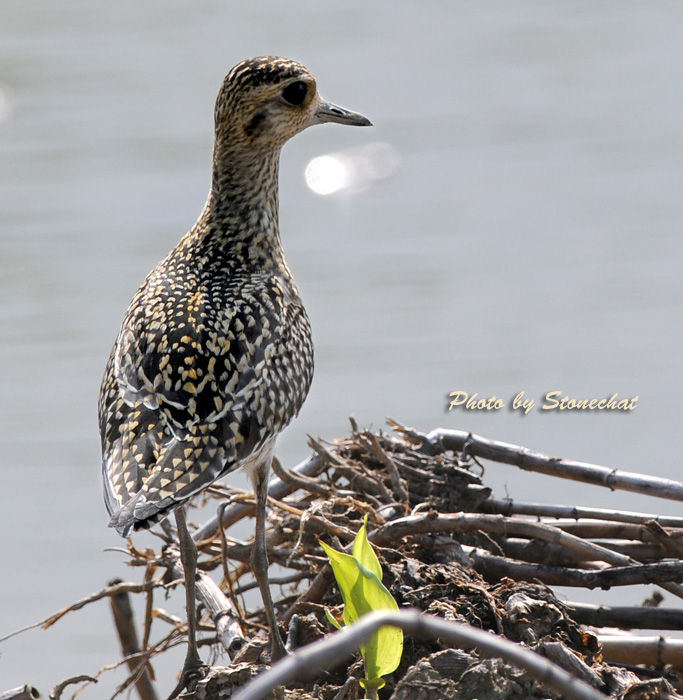 Pacific Golden Plover.jpg