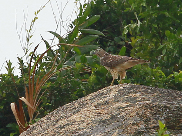 Sparrowhawk (2).jpg