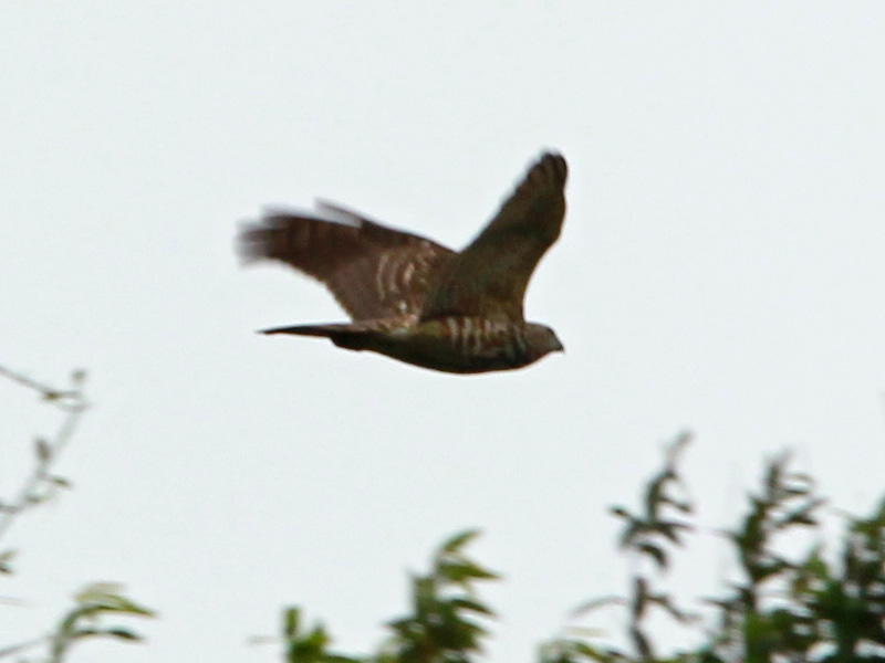 Sparrowhawk8.jpg
