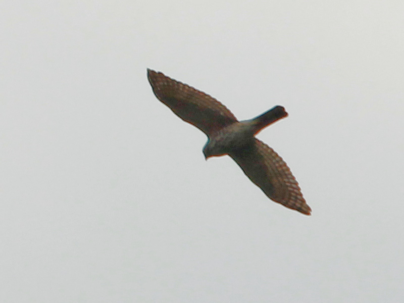 Sparrowhawk.jpg