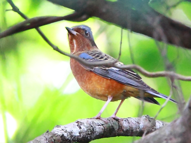 White-throated Rock Thrush-Po Toi-101007-1.jpg