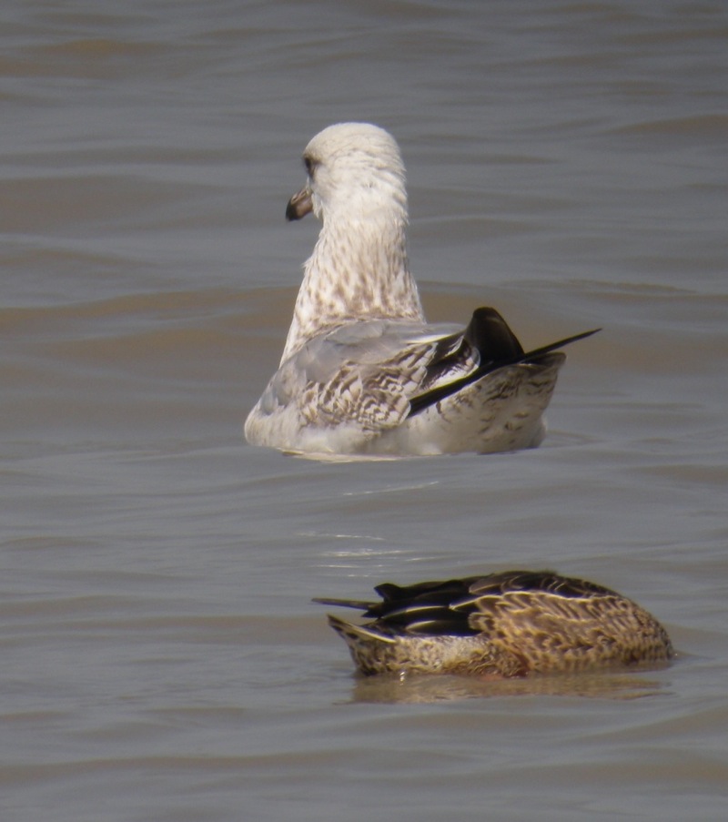 DSCN3022 gull sp..jpg