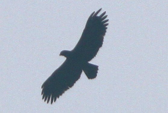 buzzard3.JPG