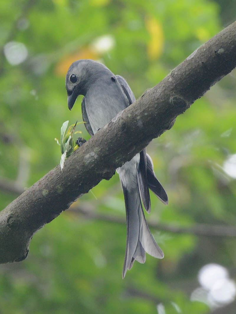 DSC_1531a_(Ashy Drongo).jpg