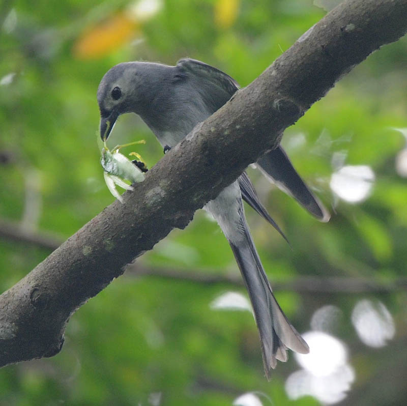 DSC_1552a_(Ashy Drongo).jpg