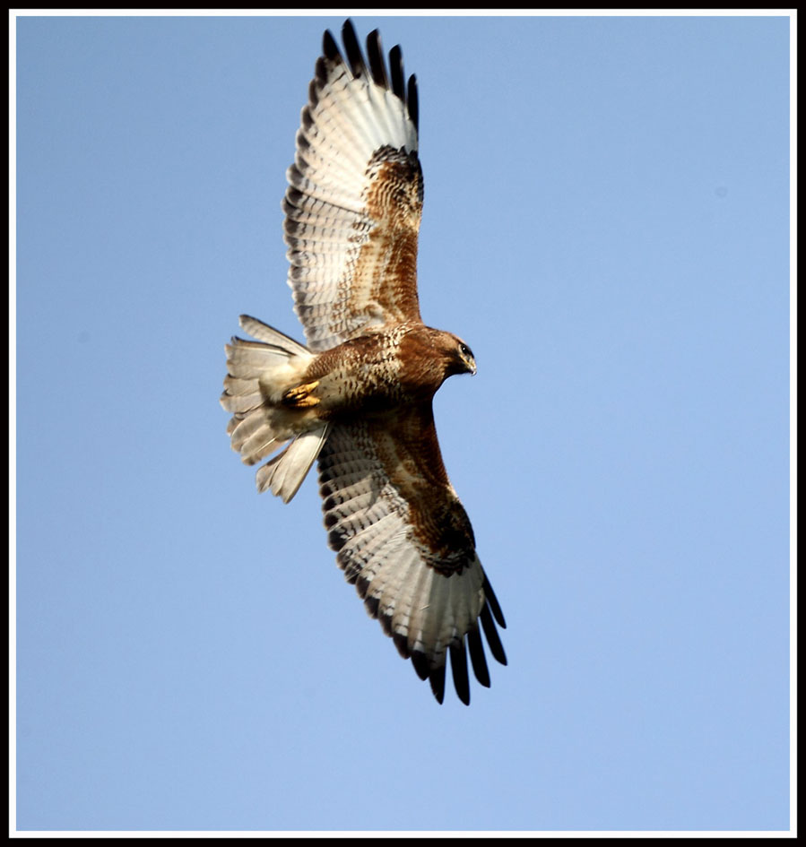 common buzzard 1.jpg