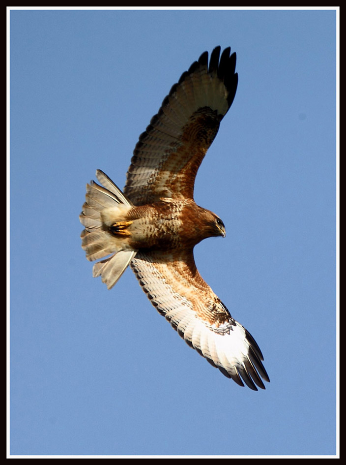 common buzzard 2.jpg