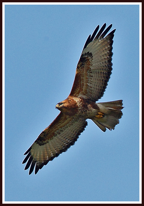 common buzzard 4.jpg