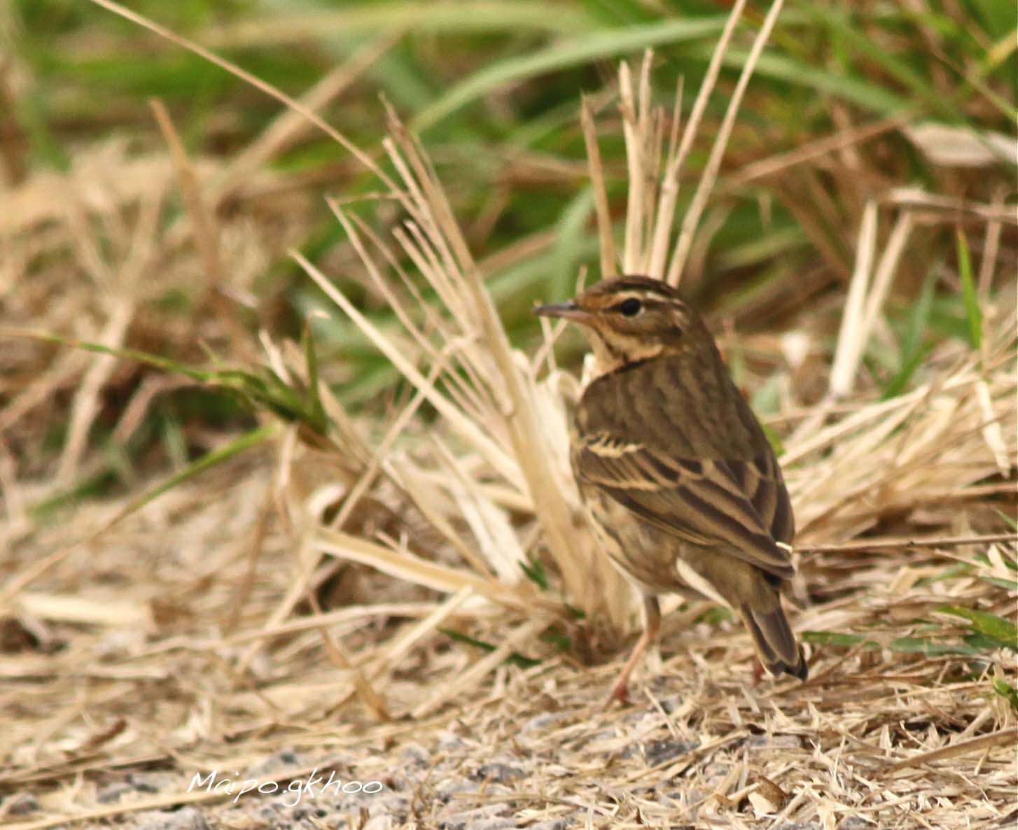 pipit2.jpg