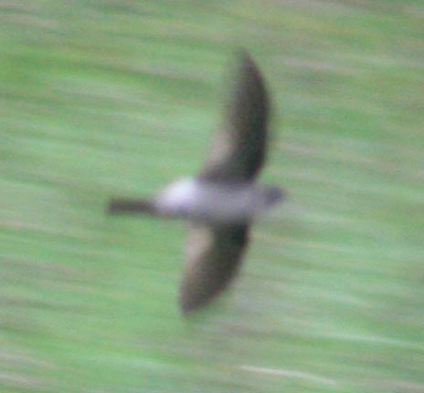 himalayan-swiftlet-tpc-tjmarsden.jpg