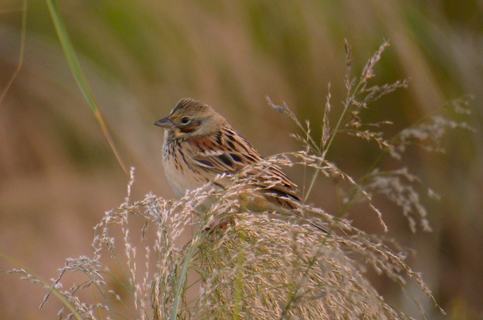 DSCN3706 Chestnut-eared Bunting 2 bf.jpg