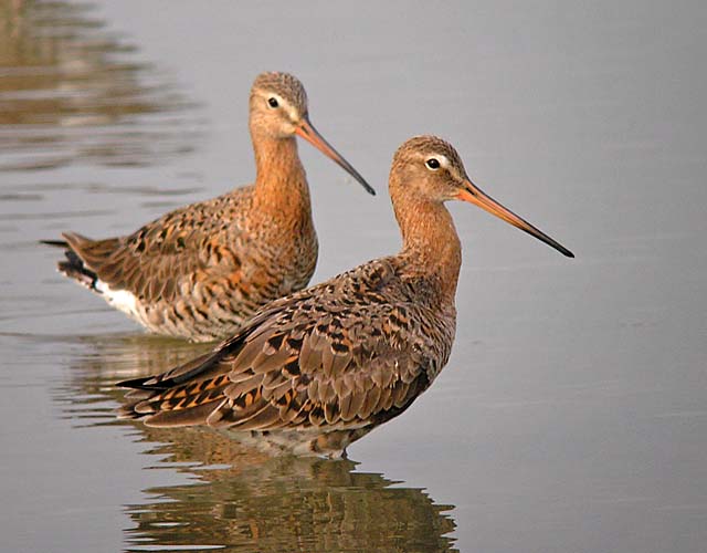 black tailed godwits DSCN9430.jpg