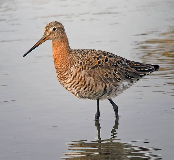 black tailed godwits.adj DSCN9400.jpg