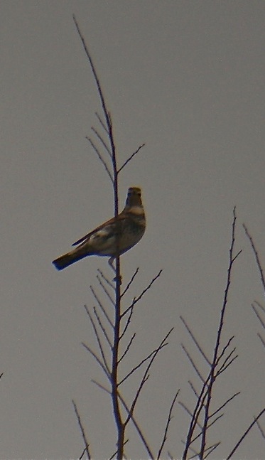 DSCN4026 Dusky Thrush 1 .jpg