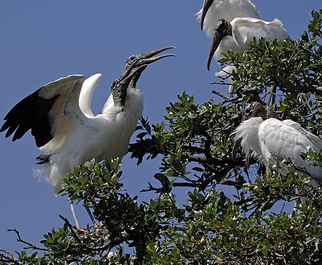 wood stork.land.pair 00063.jpg