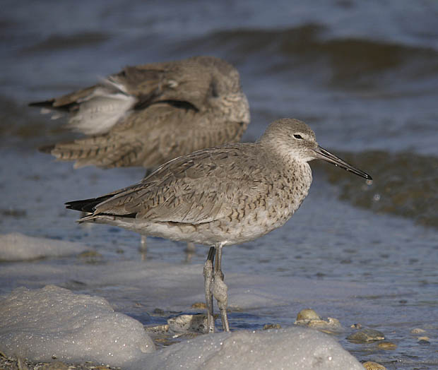 willets P4138403.jpg