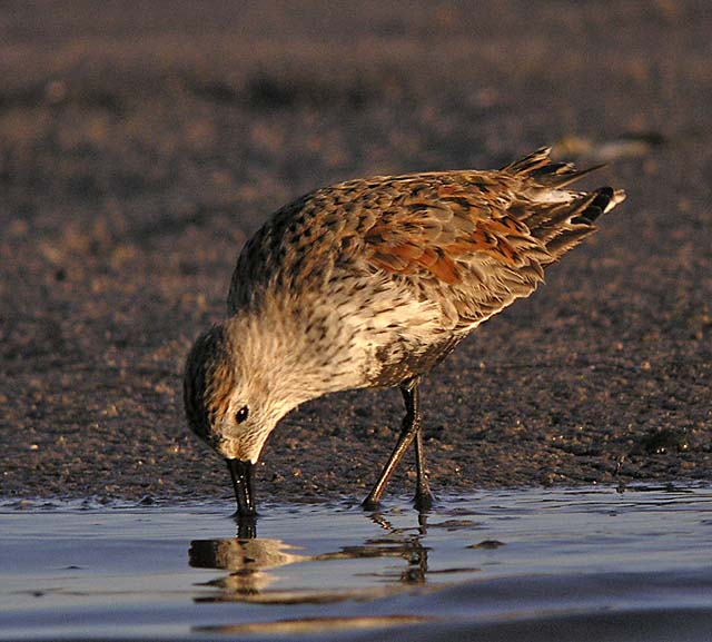 dunlin.breed  DSCN3375.jpg