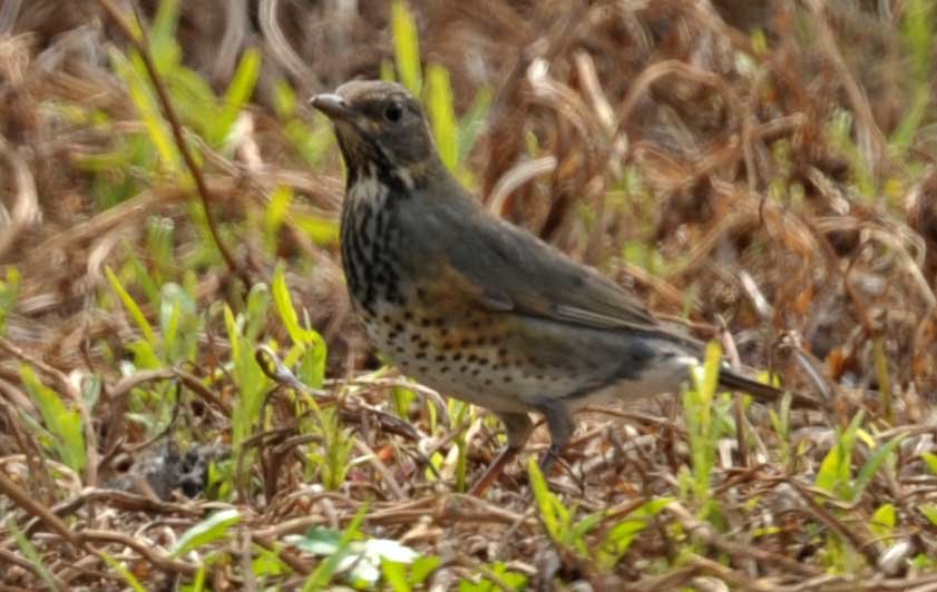 thrush2.jpg