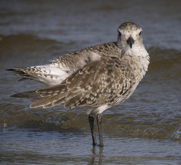 black bellied ploverP4138373.jpg