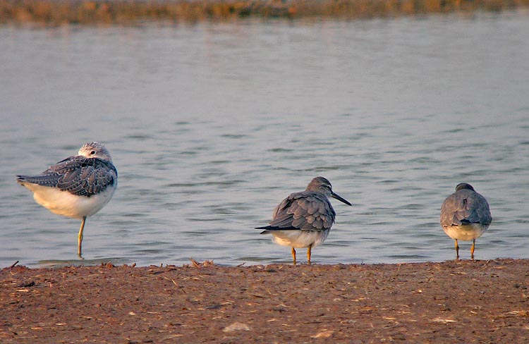 gt tatlers.greenshank DSCN0200.jpg