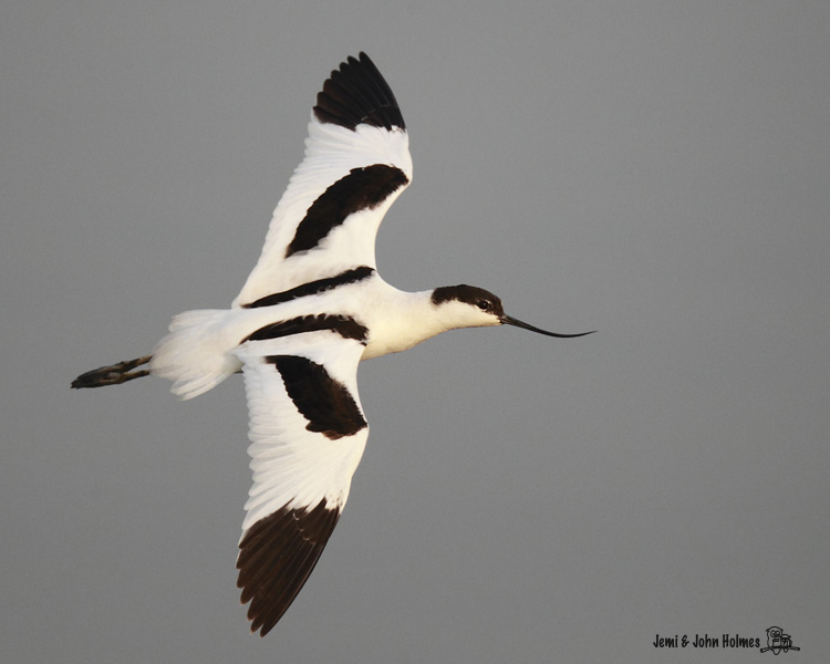 Avocet_NSW.jpg