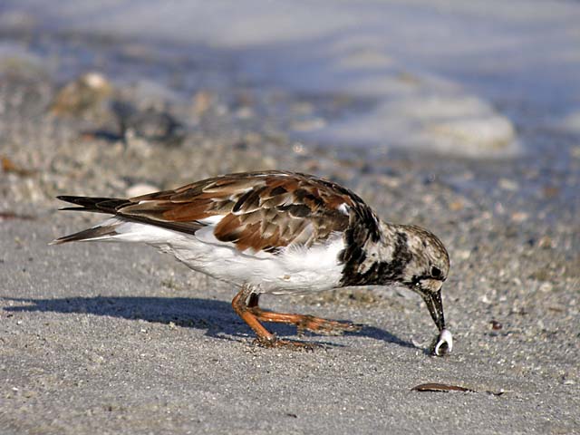 ruddy turnstone P4138327.jpg