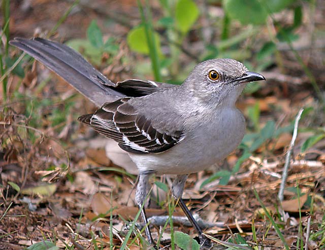 northern mockingbird P4138222.jpg