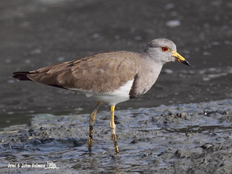 zLapwing-GH_042.jpg