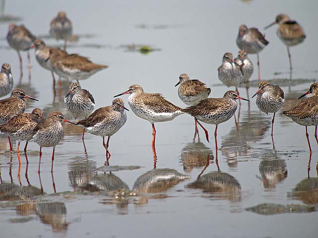 redshanks.breed DSCN0657.jpg