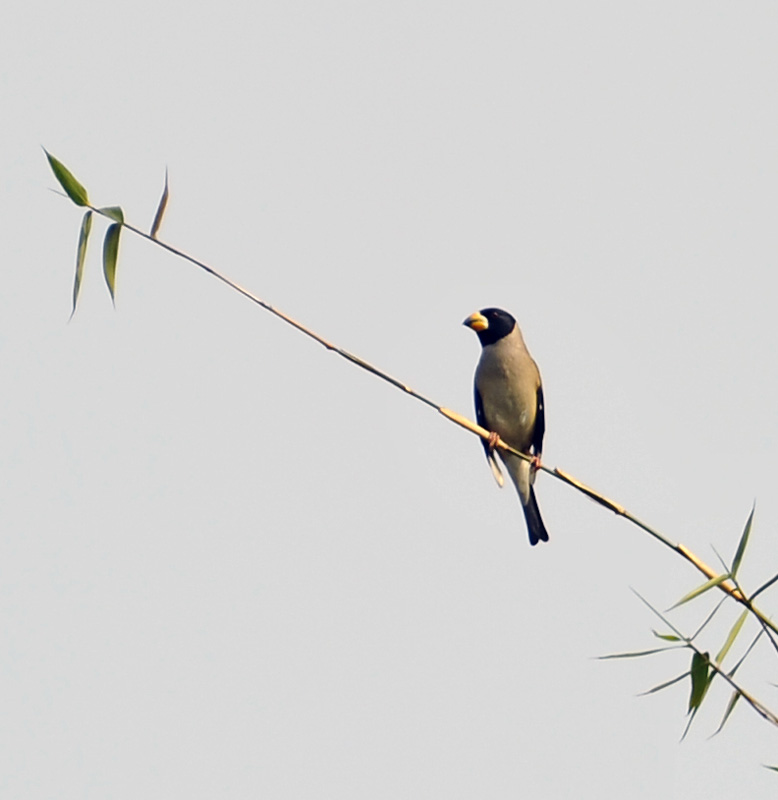 unknown finch_DSC4856.jpg