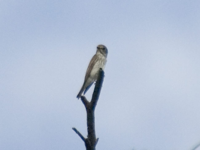 Dark-sided-flycatcher.jpg