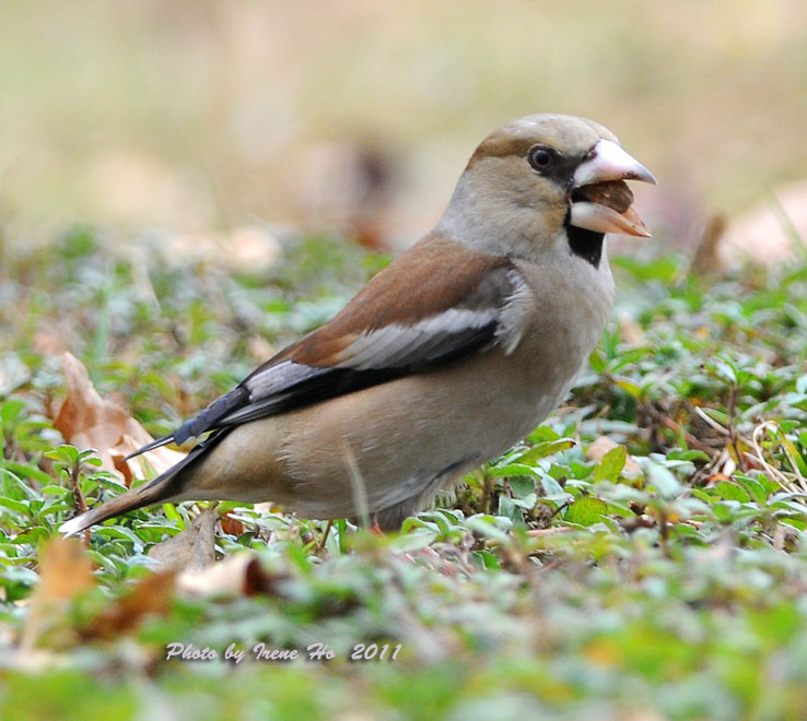 Hawfinch A.jpg