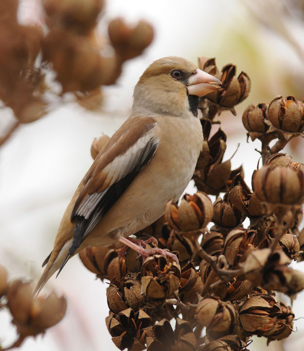 Hawfinch B.jpg