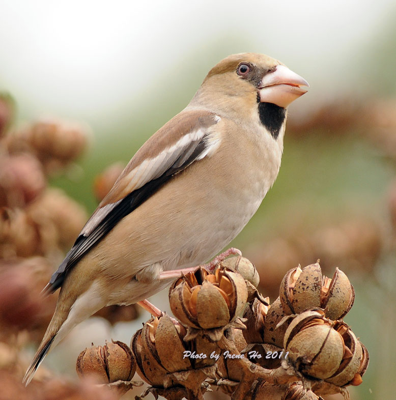 Hawfinch D.jpg