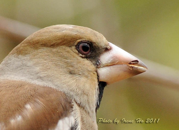 Hawfinch bill.jpg