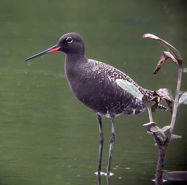 spotted redshank.breed DSCN0781.jpg