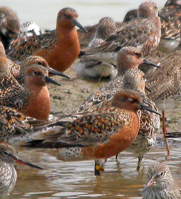 redknot.breed.flag.crop DSCN0507.jpg