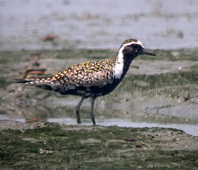 pacific golden plover.breedDSCN0383.jpg